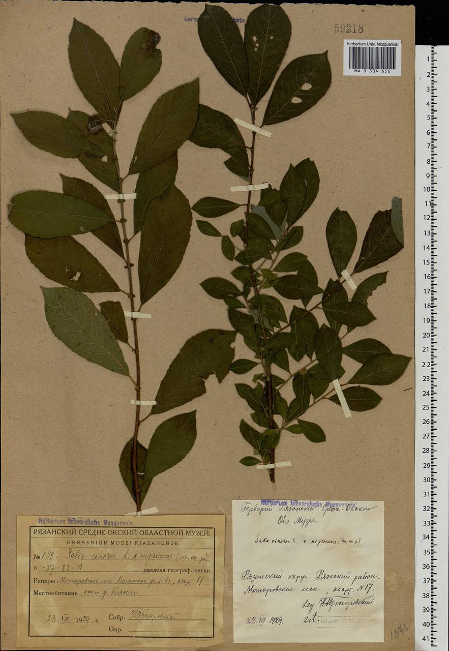Salix vaudensis Schleich. ex J.Forbes, Eastern Europe, Central region (E4) (Russia)