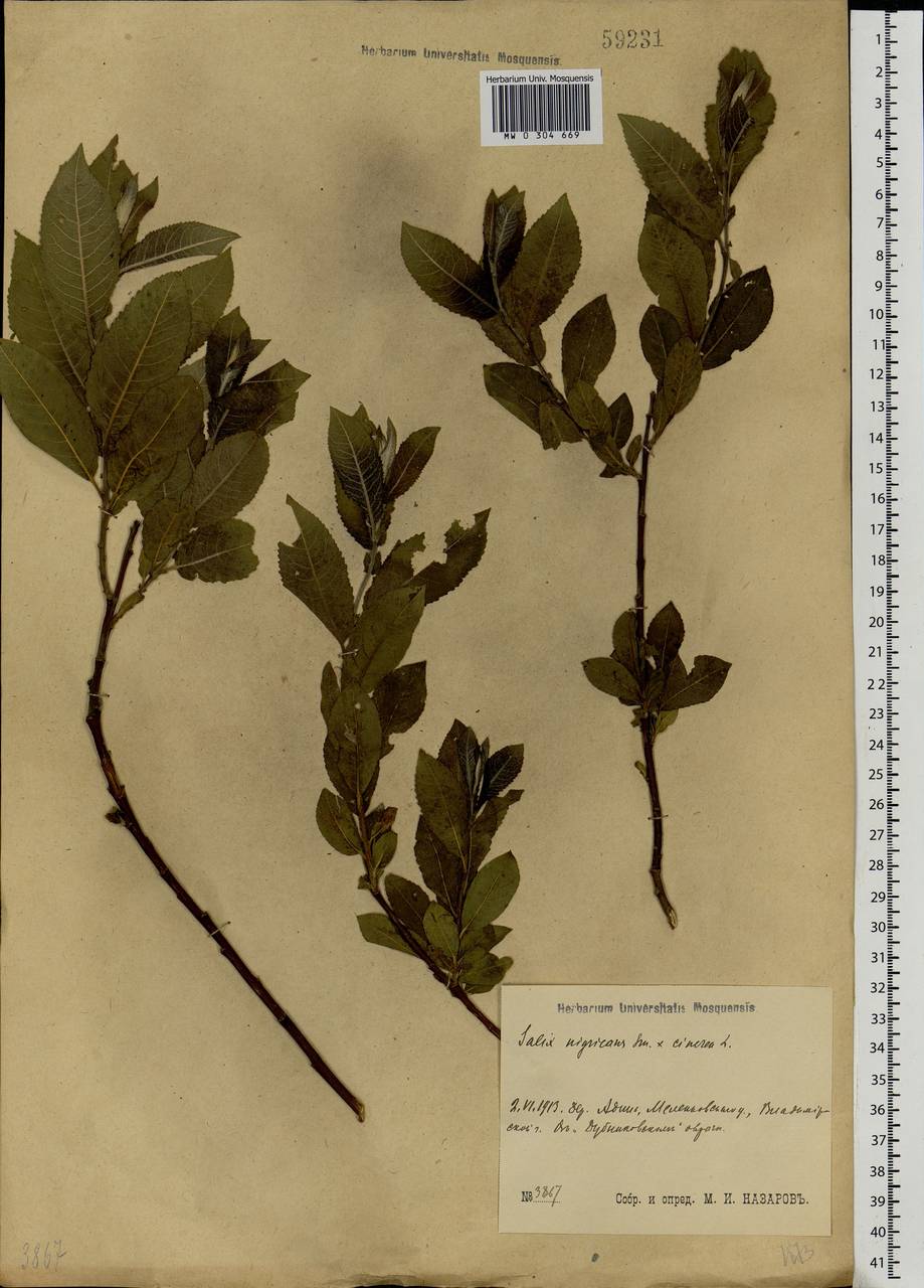 Salix vaudensis Schleich. ex J.Forbes, Eastern Europe, Central region (E4) (Russia)
