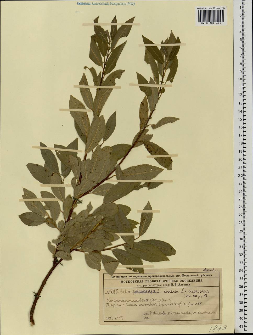 Salix vaudensis Schleich. ex J.Forbes, Eastern Europe, Moscow region (E4a) (Russia)