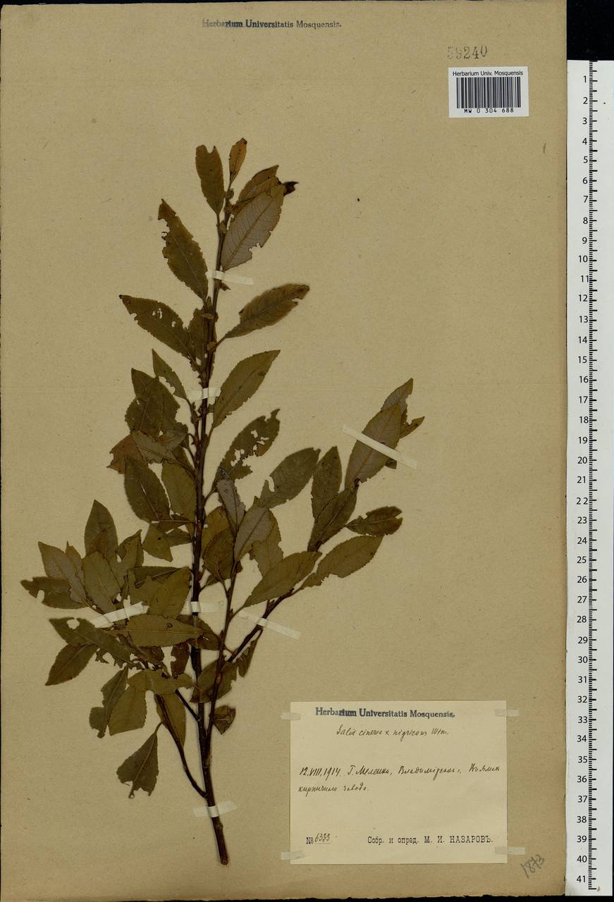 Salix vaudensis Schleich. ex J.Forbes, Eastern Europe, Central region (E4) (Russia)