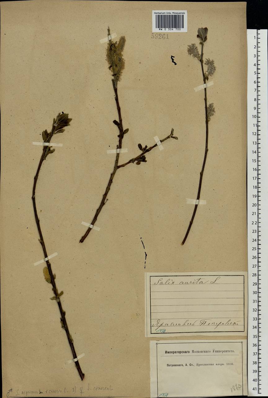 Salix vaudensis Schleich. ex J.Forbes, Eastern Europe, Central forest region (E5) (Russia)