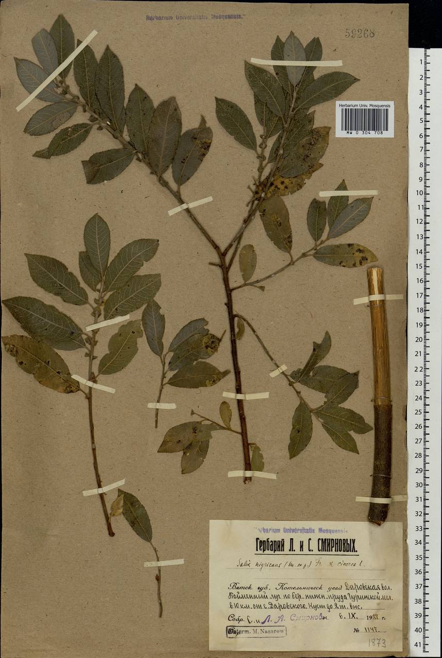 Salix vaudensis Schleich. ex J.Forbes, Eastern Europe, Volga-Kama region (E7) (Russia)