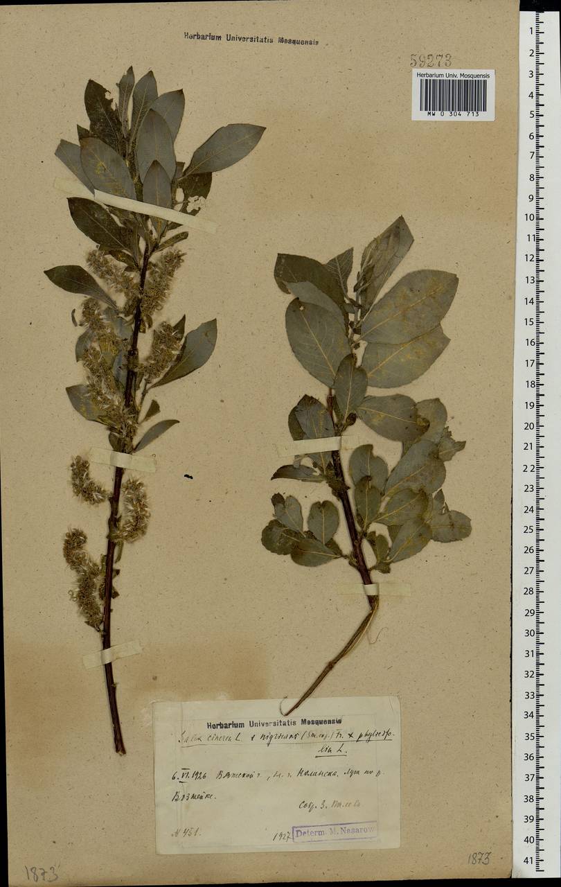 Salix vaudensis Schleich. ex J.Forbes, Eastern Europe, Volga-Kama region (E7) (Russia)