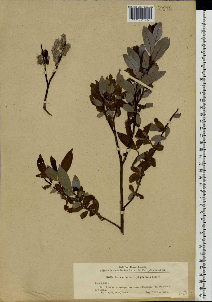 Salix ×laurina Sm., Eastern Europe, North-Western region (E2) (Russia)