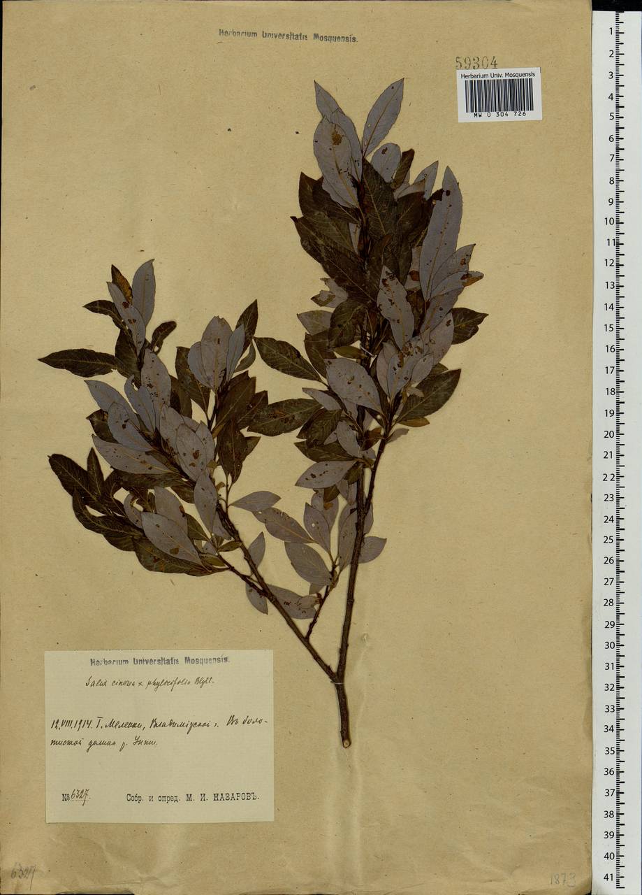 Salix ×laurina Sm., Eastern Europe, Central region (E4) (Russia)