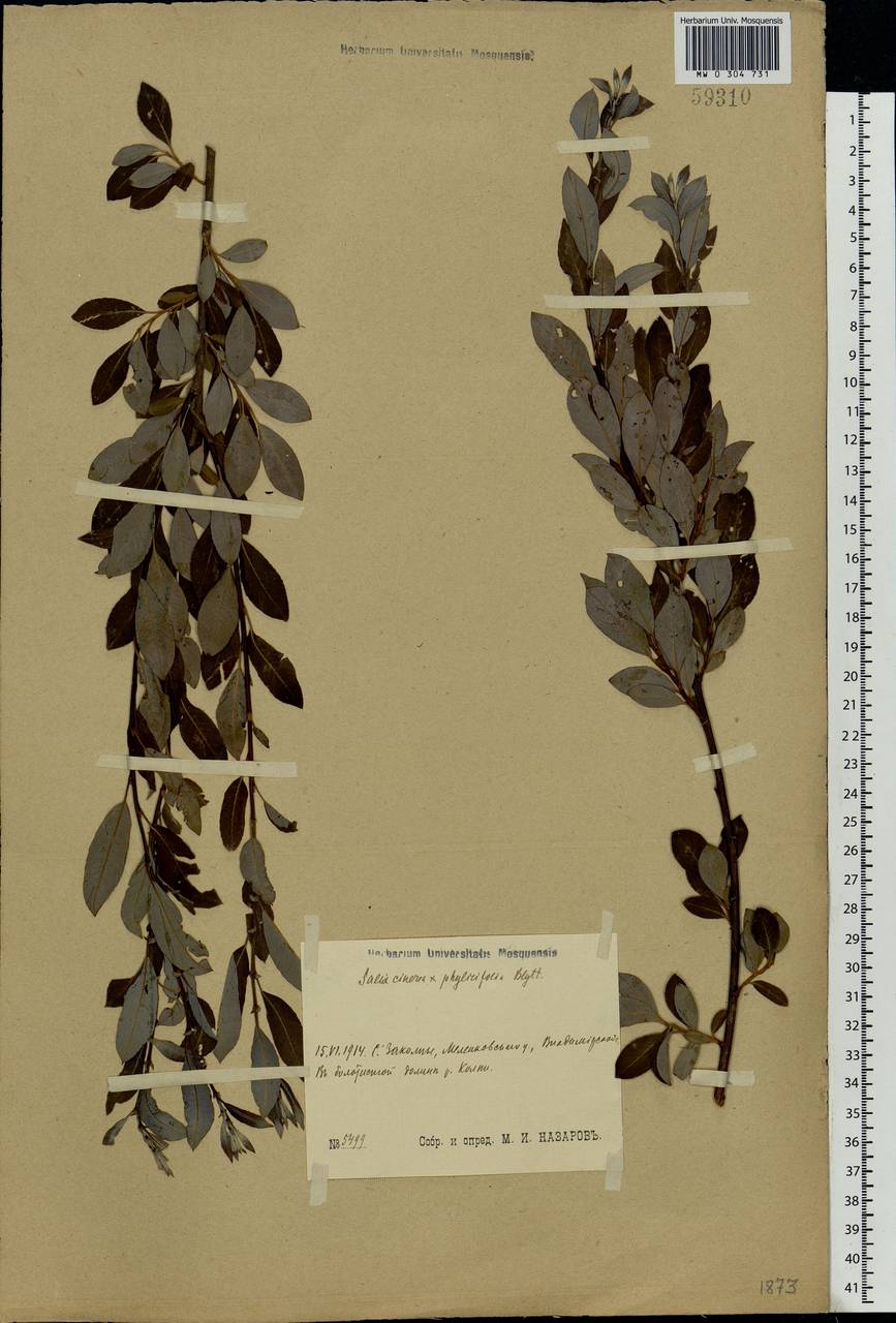 Salix ×laurina Sm., Eastern Europe, Central region (E4) (Russia)