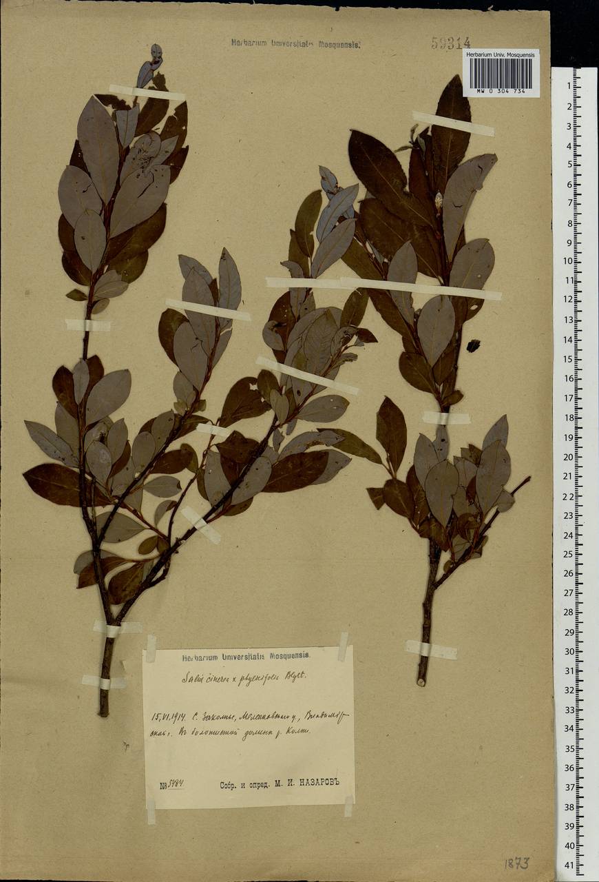 Salix ×laurina Sm., Eastern Europe, Central region (E4) (Russia)