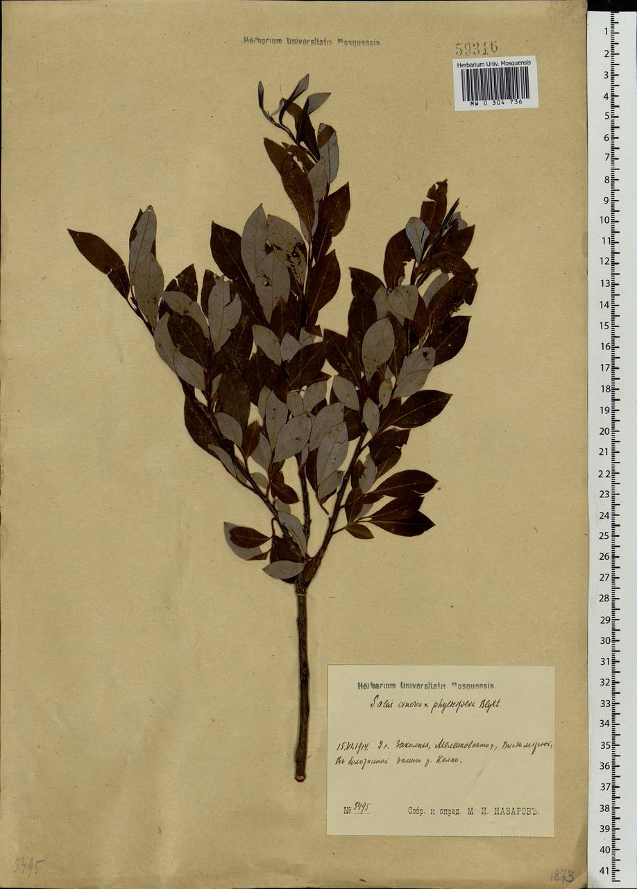 Salix ×laurina Sm., Eastern Europe, Central region (E4) (Russia)