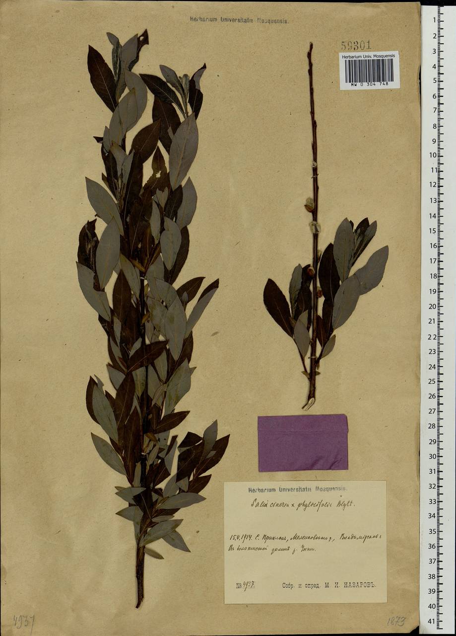 Salix ×laurina Sm., Eastern Europe, Central region (E4) (Russia)