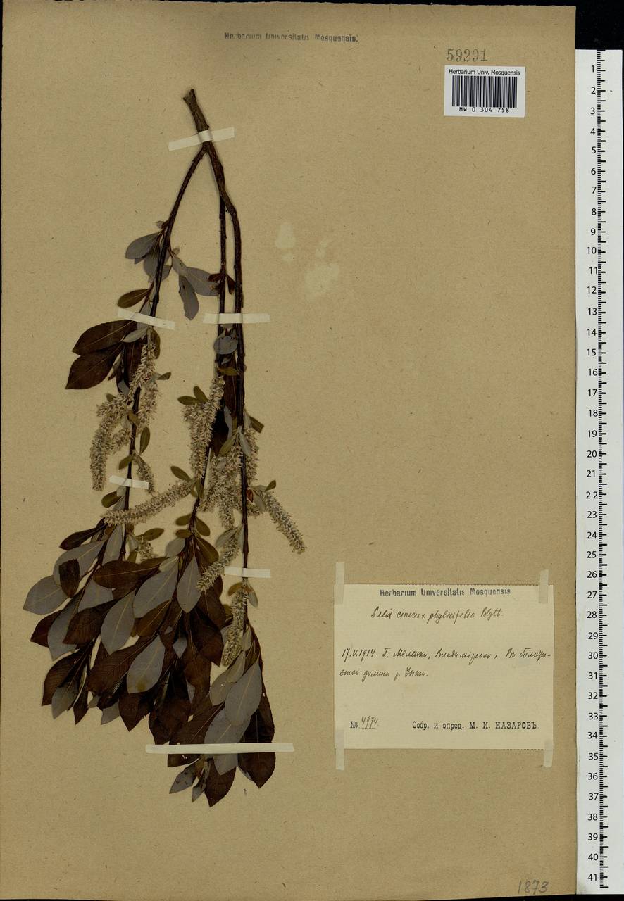 Salix ×laurina Sm., Eastern Europe, Central region (E4) (Russia)