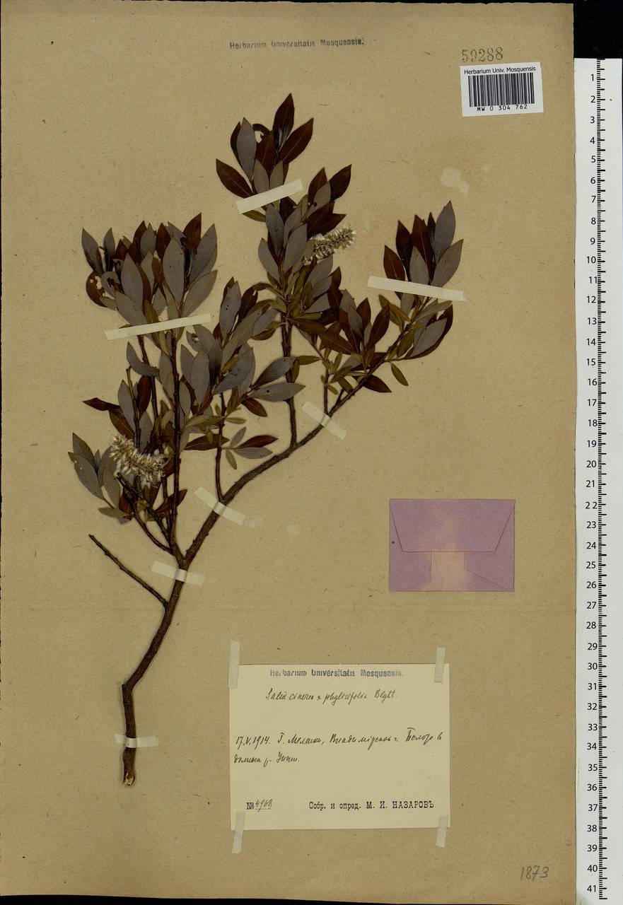 Salix ×laurina Sm., Eastern Europe, Central region (E4) (Russia)