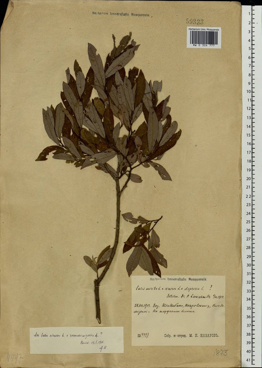 Salix cinerea × rosmarinifolia, Eastern Europe, Central region (E4) (Russia)