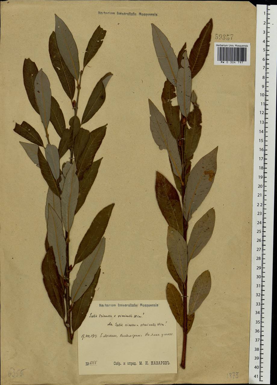 Salix cinerea × viminalis, Eastern Europe, Central region (E4) (Russia)