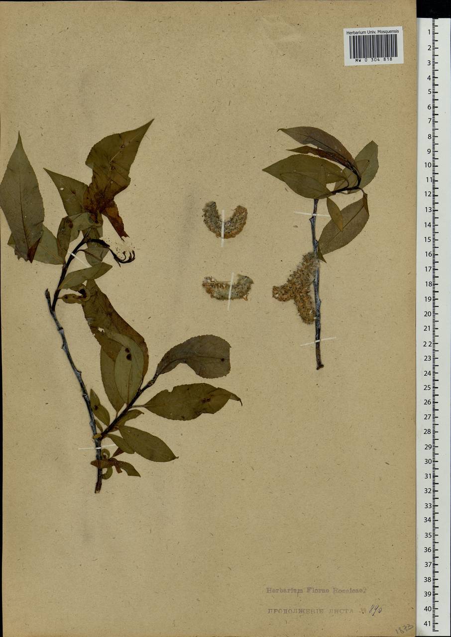 Salix gmelinii Pall., Eastern Europe, Latvia (E2b) (Latvia)