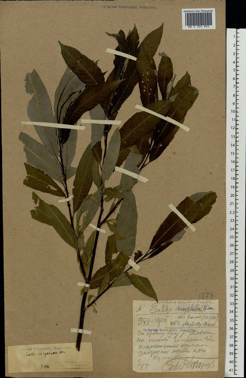 Salix gmelinii Pall., Eastern Europe, Northern region (E1) (Russia)