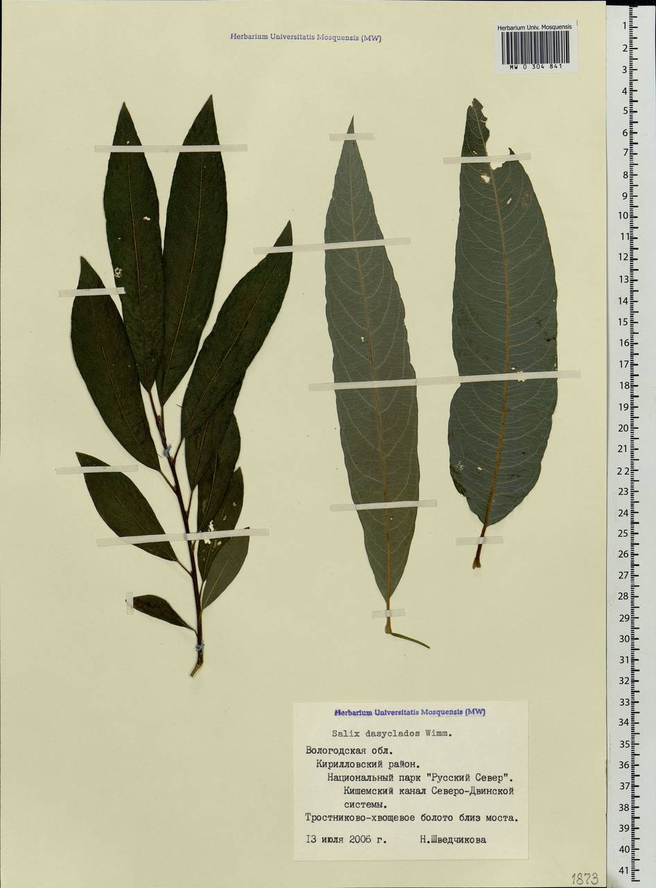 Salix gmelinii Pall., Eastern Europe, Northern region (E1) (Russia)