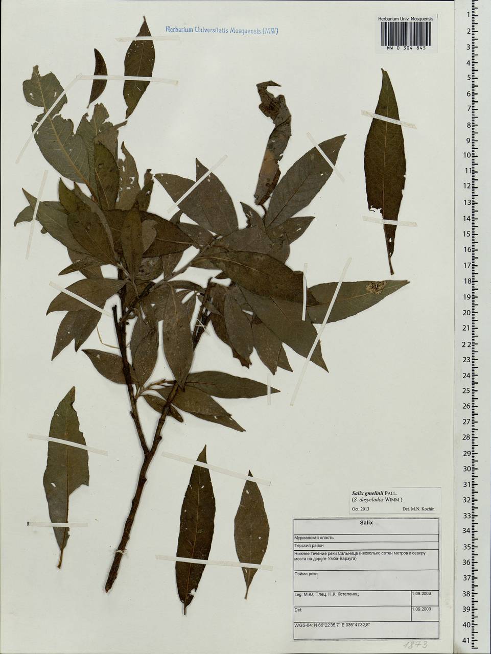 Salix gmelinii Pall., Eastern Europe, Northern region (E1) (Russia)