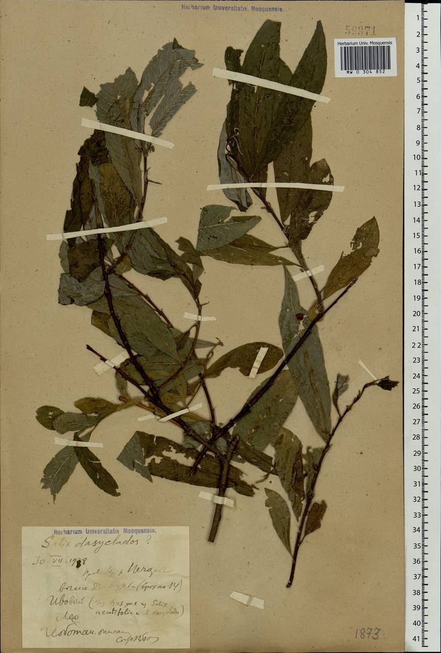 Salix gmelinii Pall., Eastern Europe, Northern region (E1) (Russia)