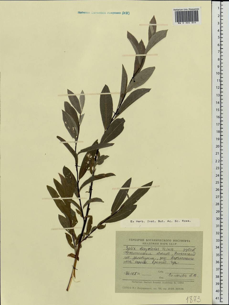 Salix gmelinii Pall., Eastern Europe, Northern region (E1) (Russia)