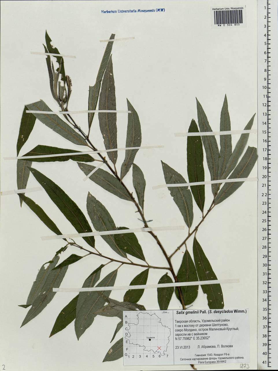 Salix gmelinii Pall., Eastern Europe, North-Western region (E2) (Russia)