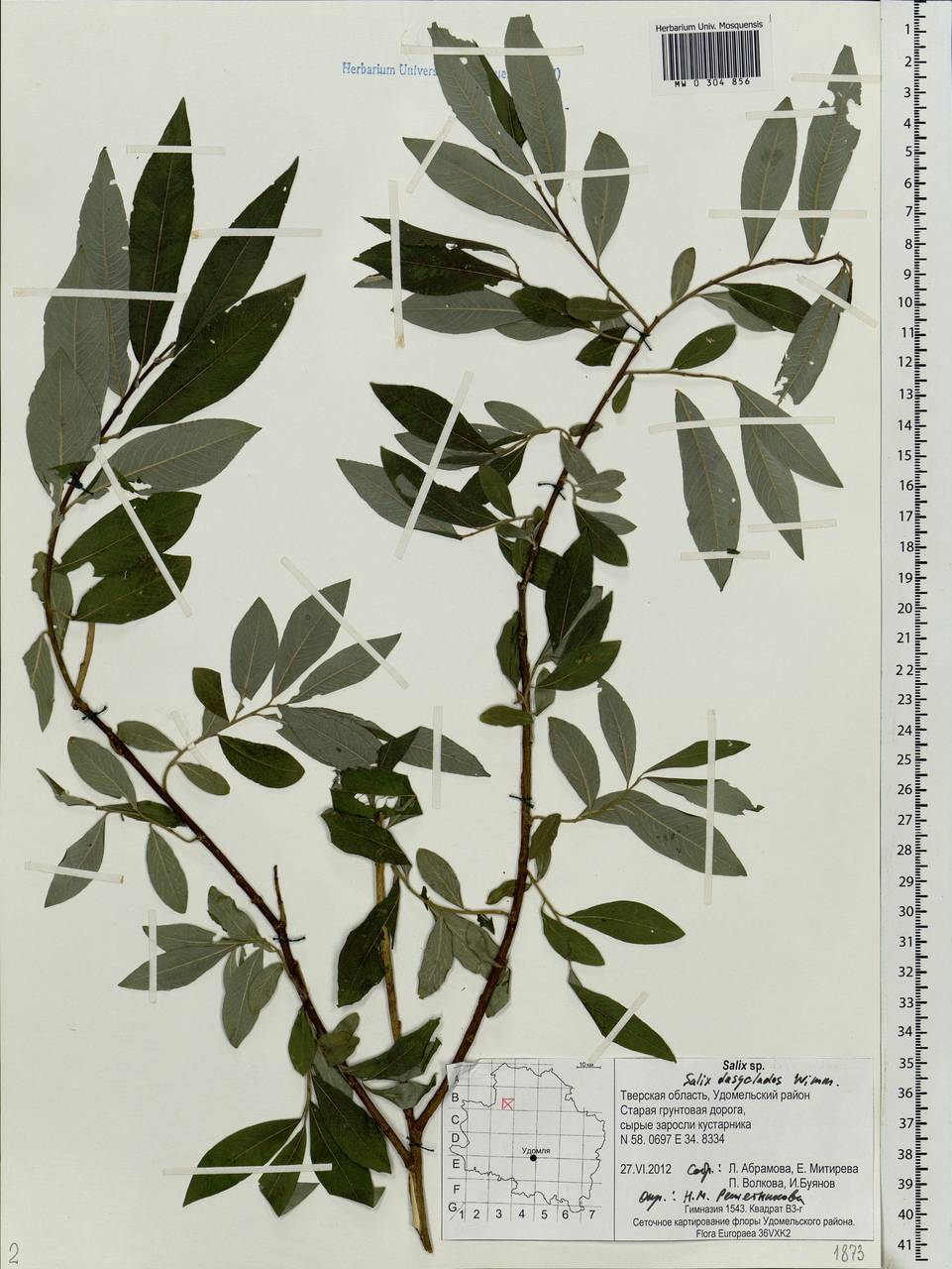 Salix gmelinii Pall., Eastern Europe, North-Western region (E2) (Russia)