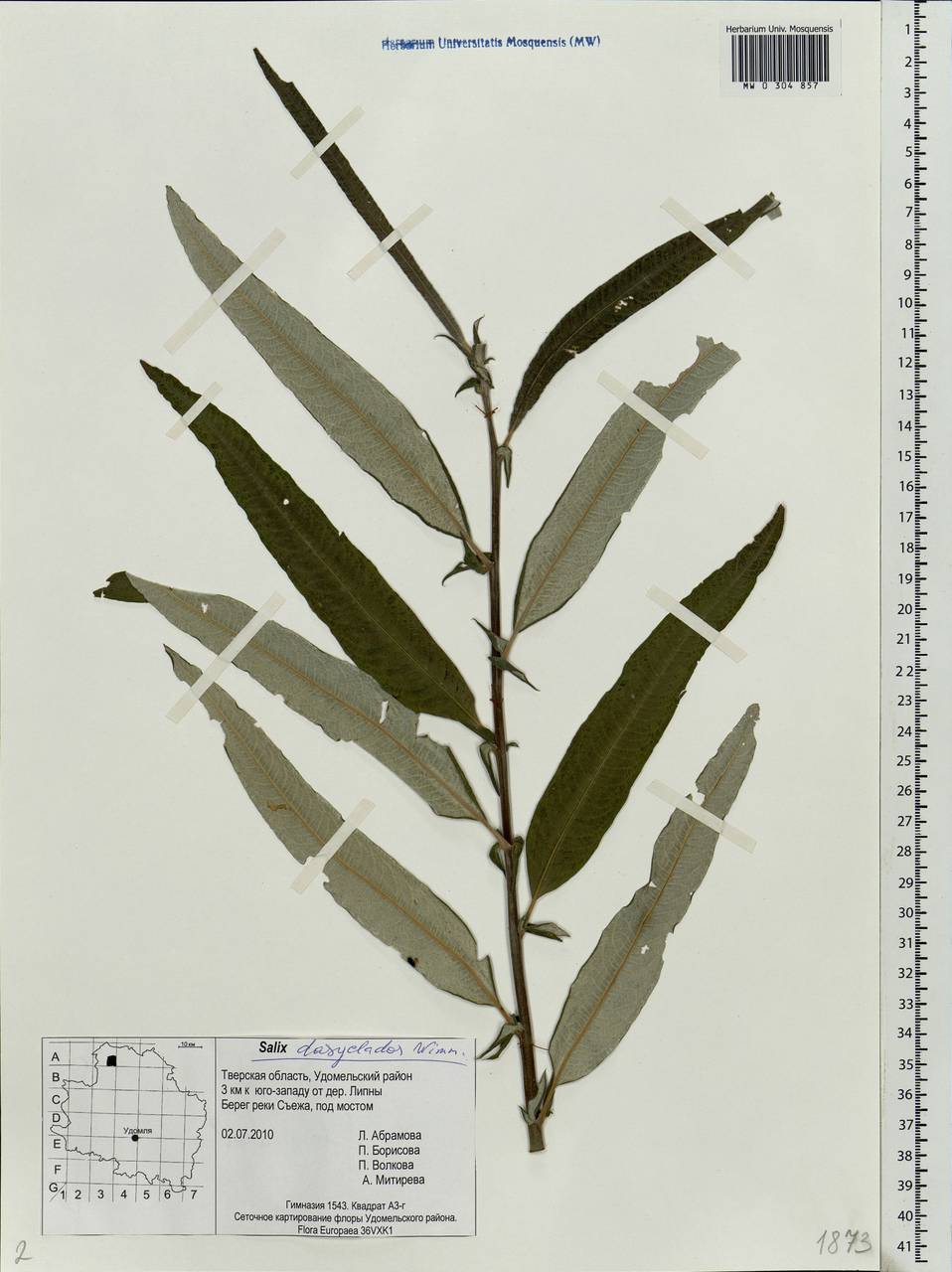 Salix gmelinii Pall., Eastern Europe, North-Western region (E2) (Russia)