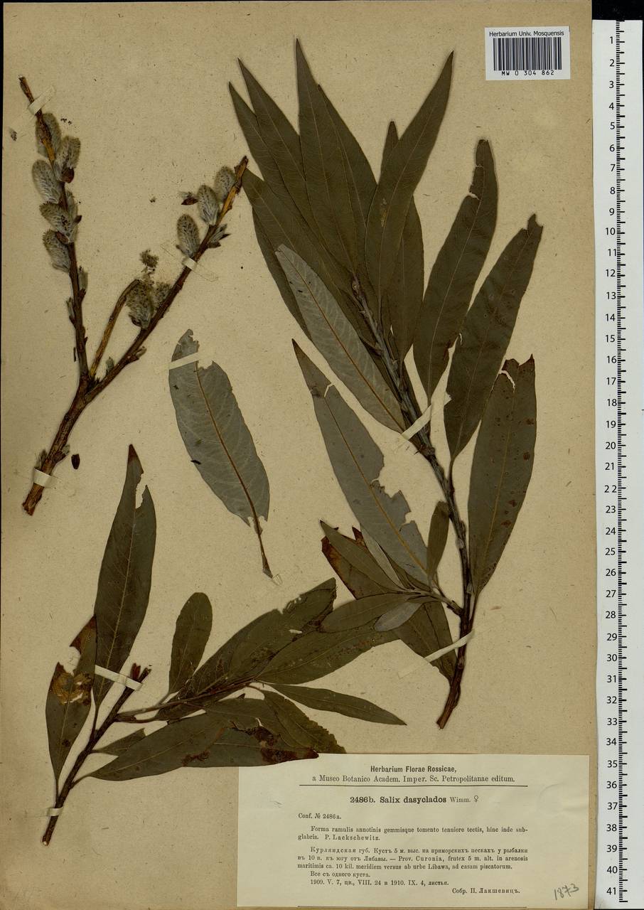 Salix gmelinii Pall., Eastern Europe, Latvia (E2b) (Latvia)