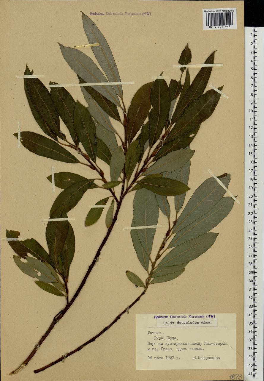 Salix gmelinii Pall., Eastern Europe, Latvia (E2b) (Latvia)