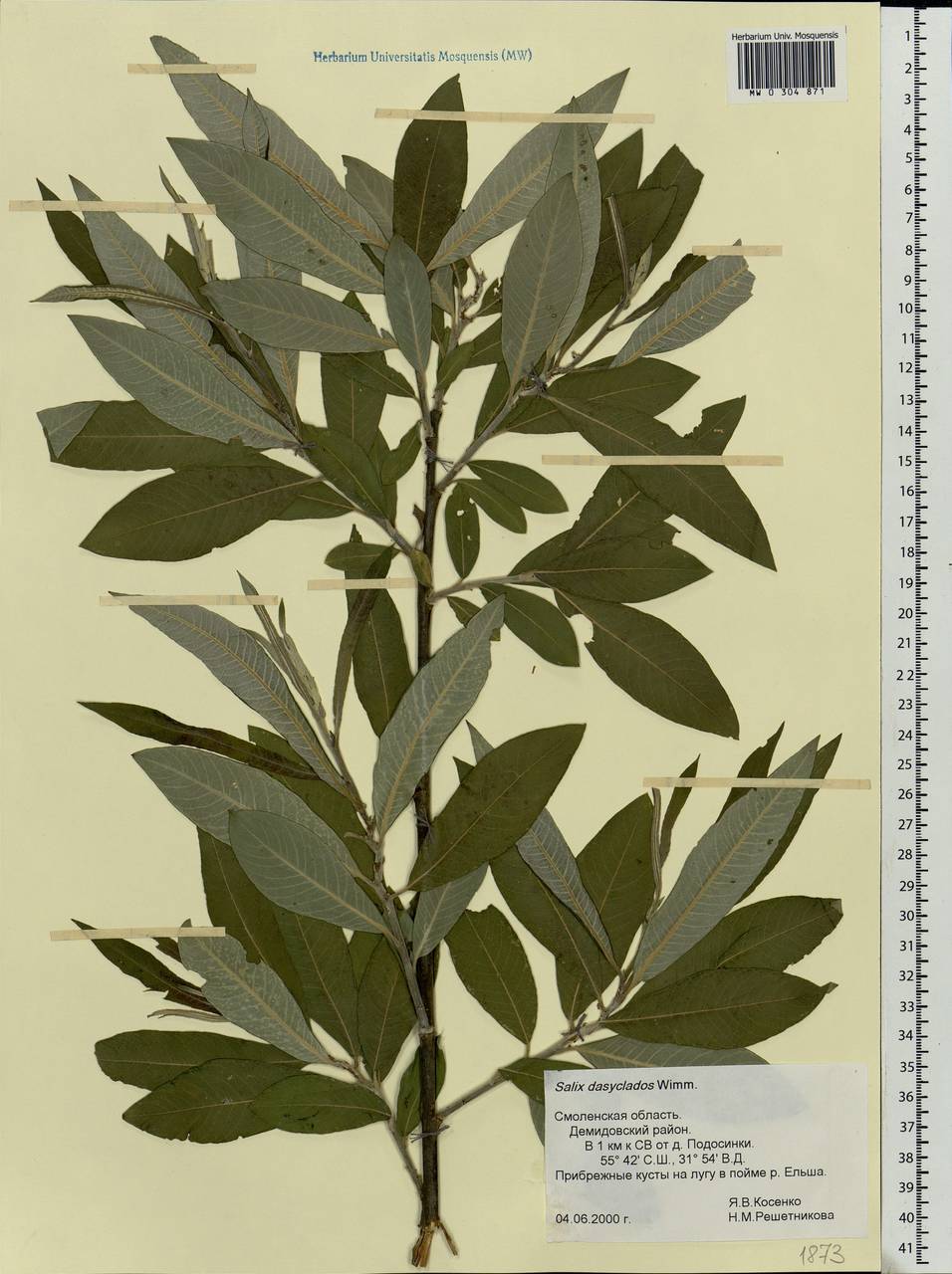 Salix gmelinii Pall., Eastern Europe, Western region (E3) (Russia)
