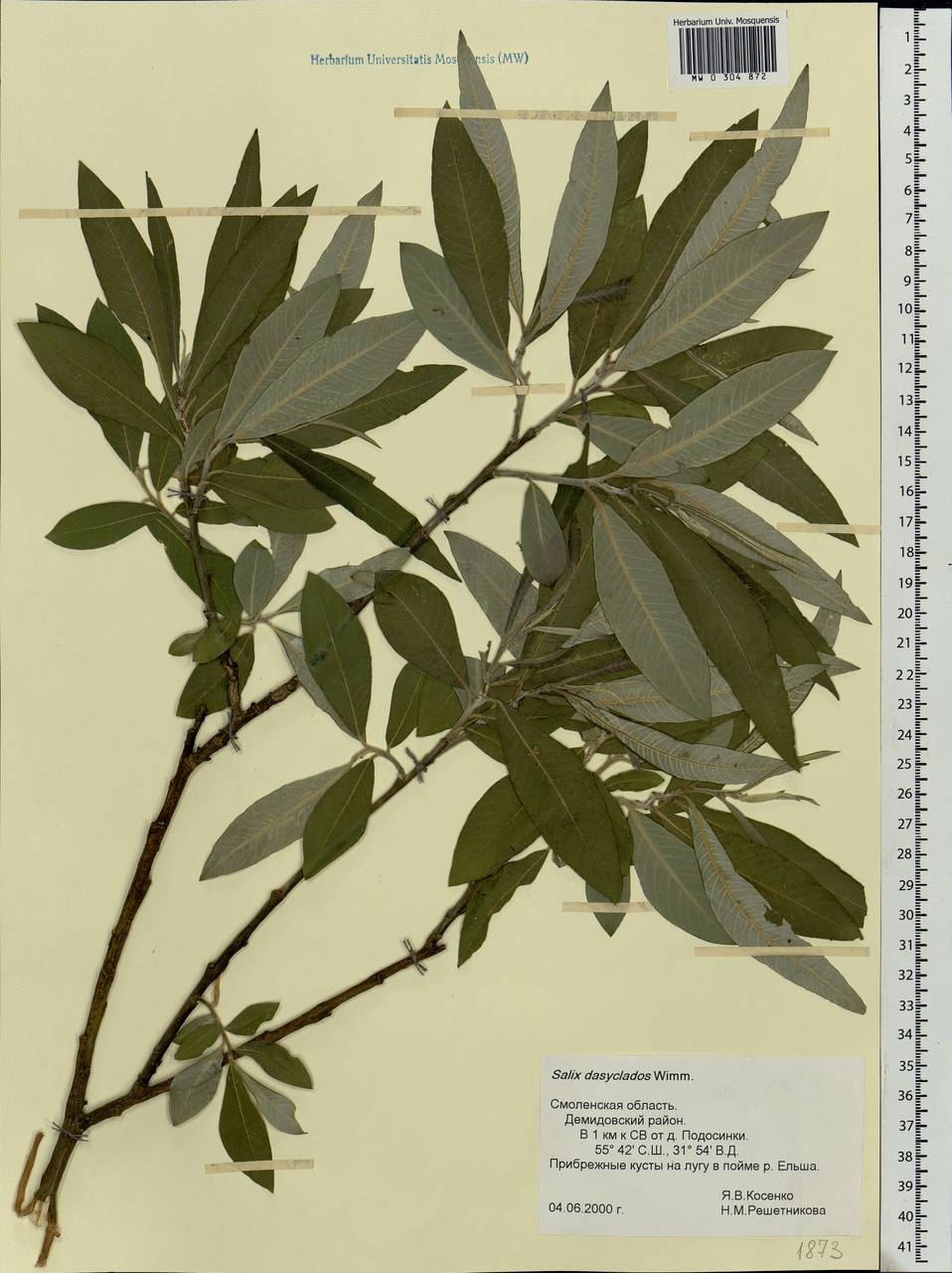 Salix gmelinii Pall., Eastern Europe, Western region (E3) (Russia)
