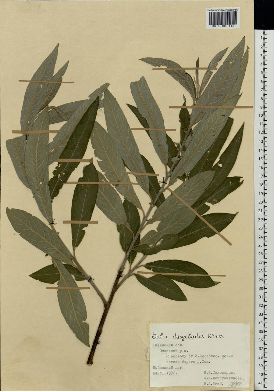 Salix gmelinii Pall., Eastern Europe, Central region (E4) (Russia)