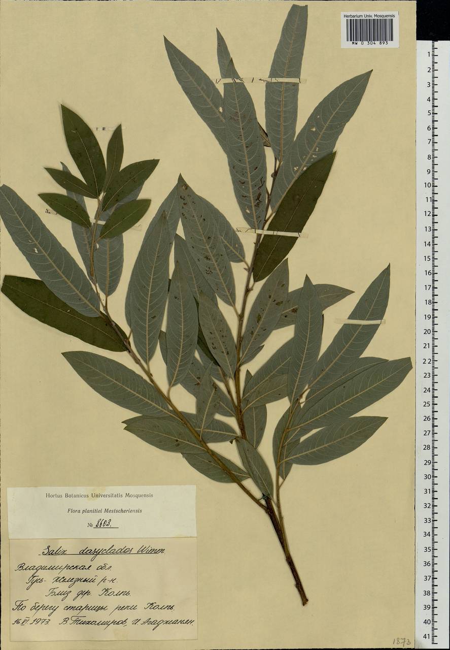 Salix gmelinii Pall., Eastern Europe, Central region (E4) (Russia)