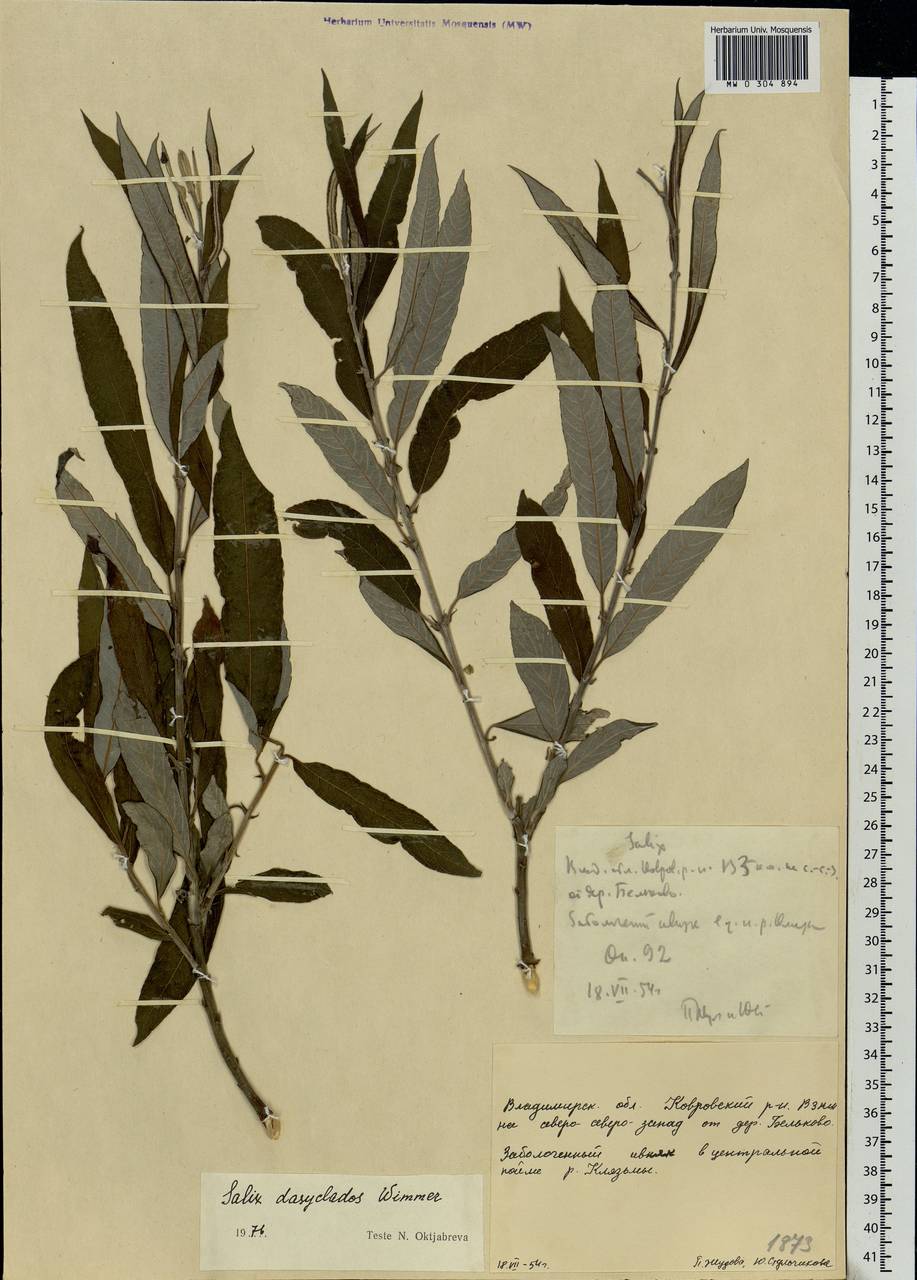 Salix gmelinii Pall., Eastern Europe, Central region (E4) (Russia)
