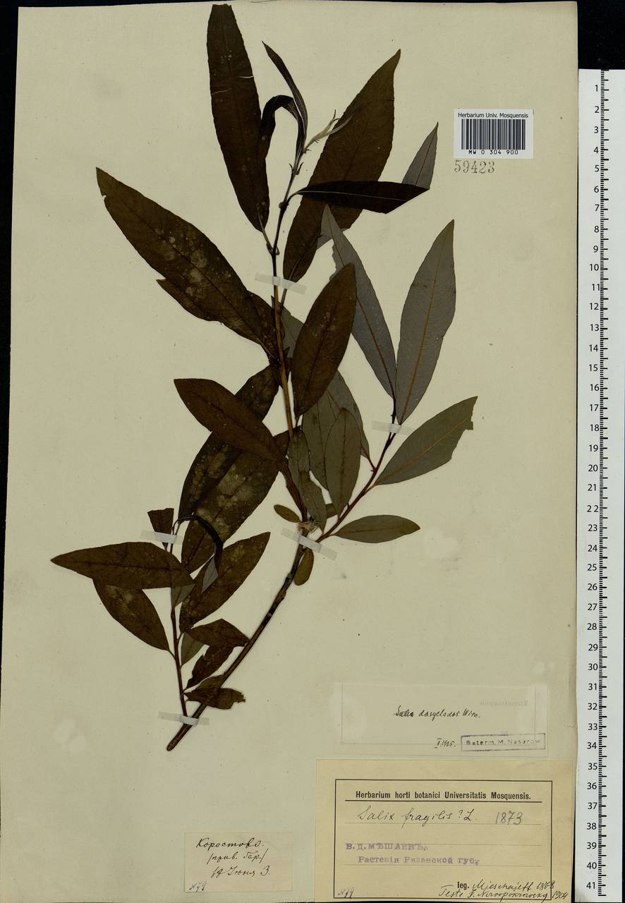 Salix gmelinii Pall., Eastern Europe, Central region (E4) (Russia)