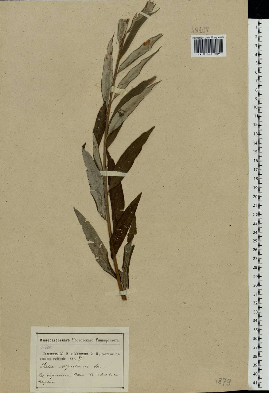 Salix gmelinii Pall., Eastern Europe, Central region (E4) (Russia)