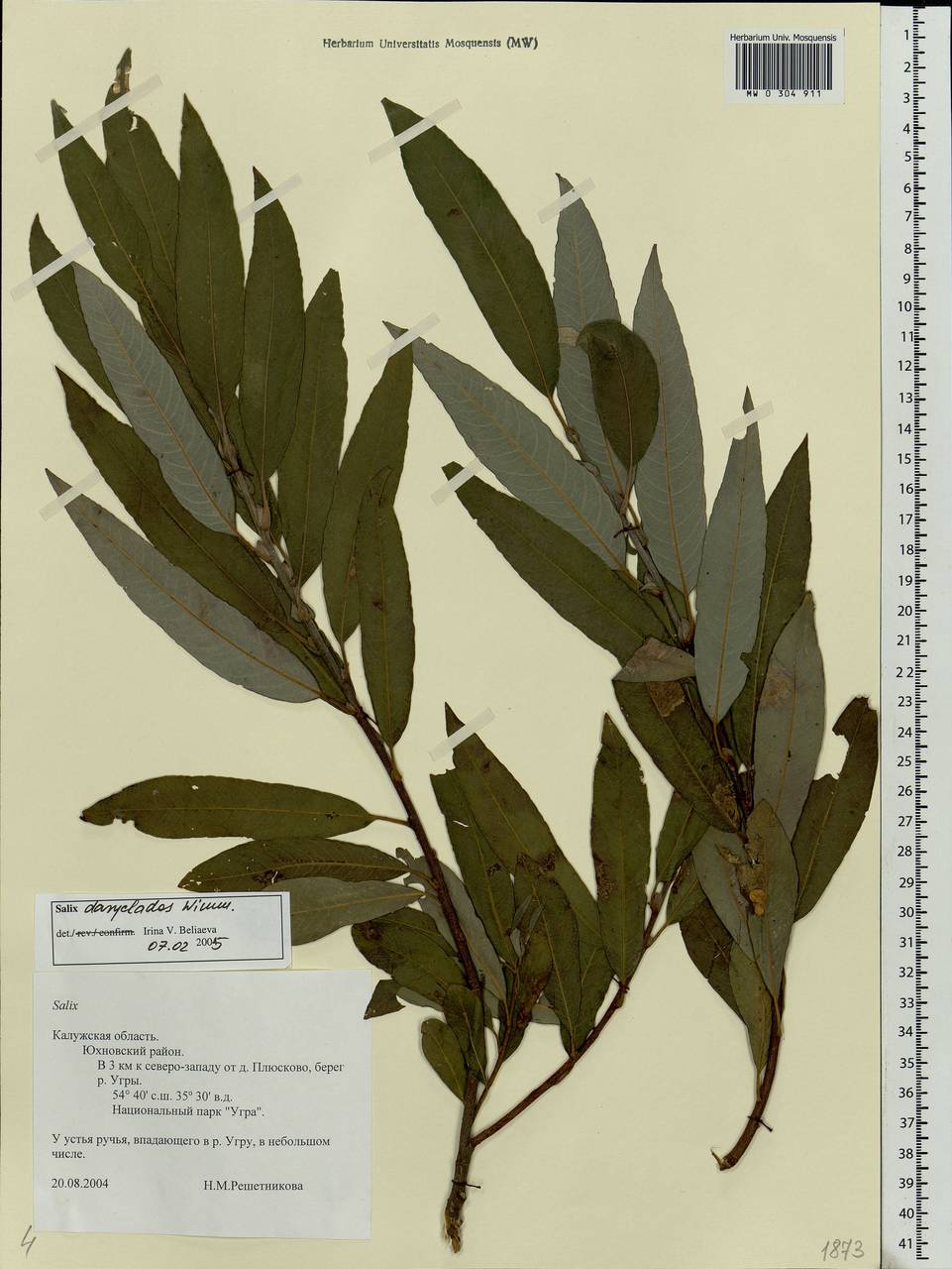Salix gmelinii Pall., Eastern Europe, Central region (E4) (Russia)