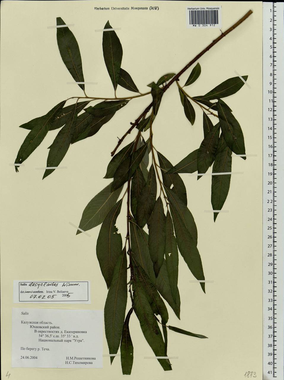 Salix gmelinii Pall., Eastern Europe, Central region (E4) (Russia)