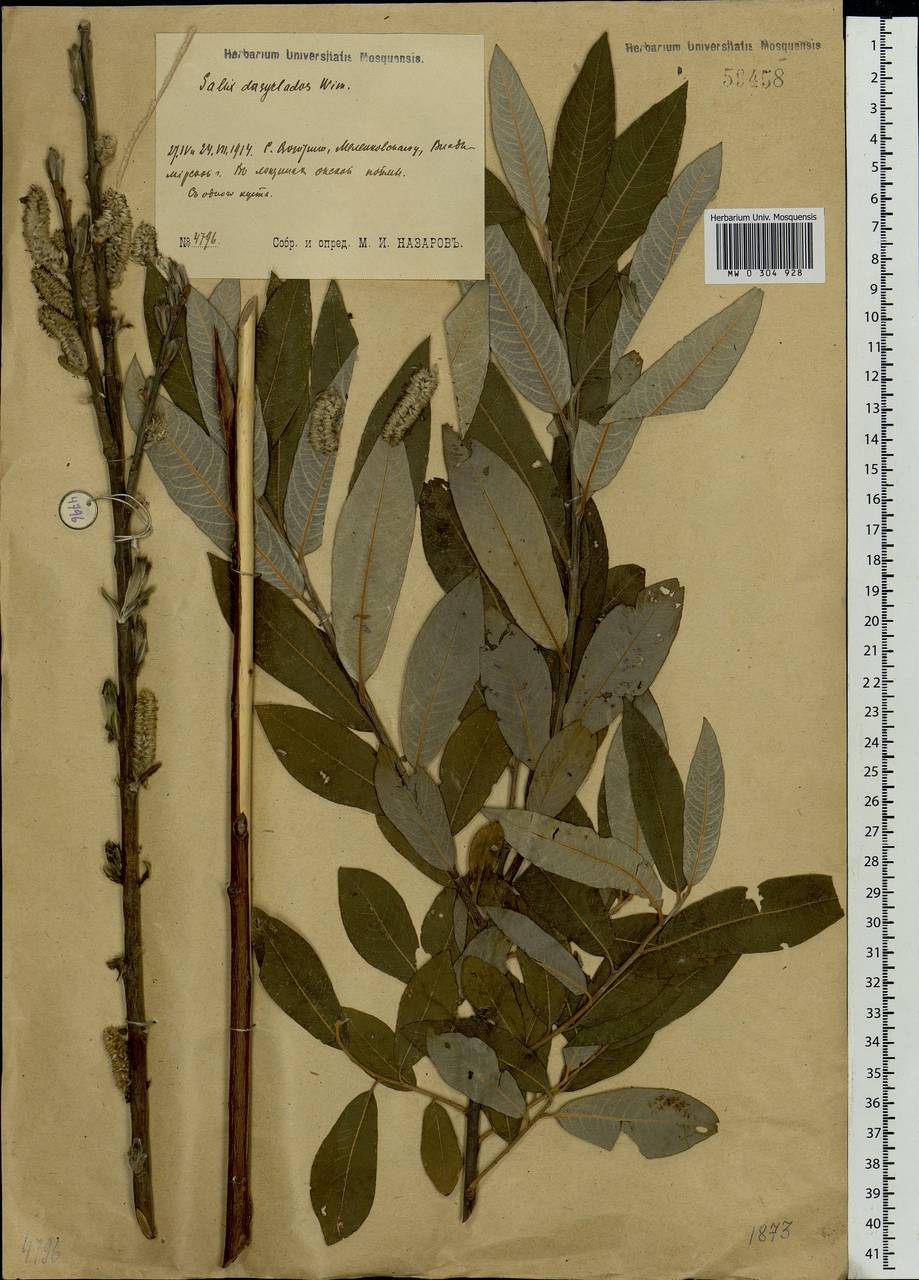 Salix gmelinii Pall., Eastern Europe, Central region (E4) (Russia)