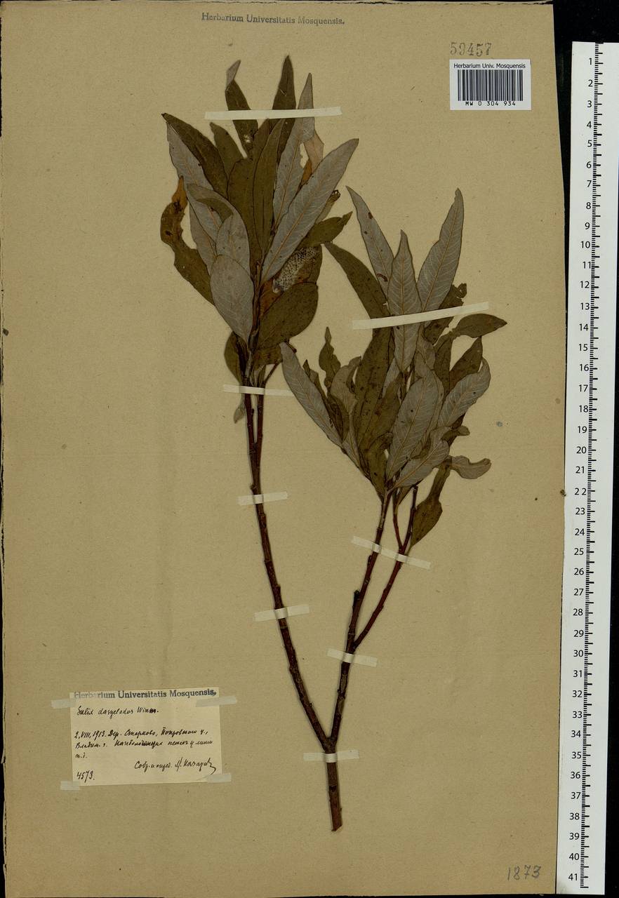 Salix gmelinii Pall., Eastern Europe, Central region (E4) (Russia)