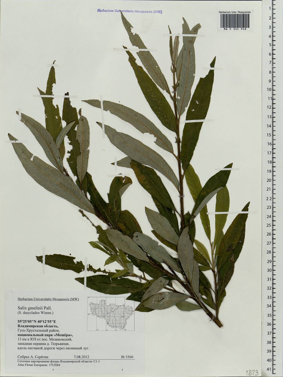 Salix gmelinii Pall., Eastern Europe, Central region (E4) (Russia)