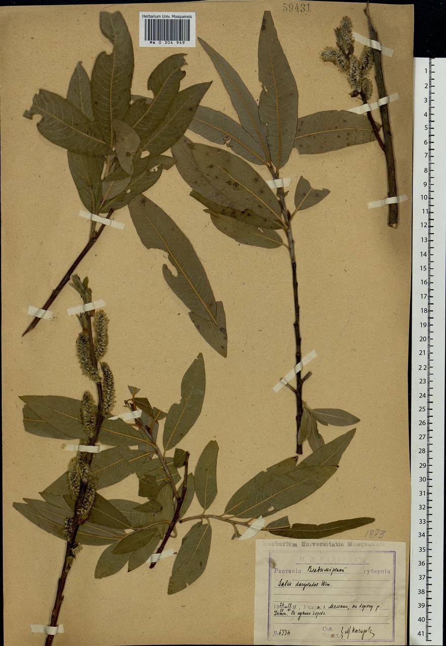 Salix gmelinii Pall., Eastern Europe, Central region (E4) (Russia)