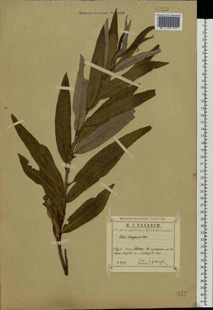 Salix gmelinii Pall., Eastern Europe, Central region (E4) (Russia)