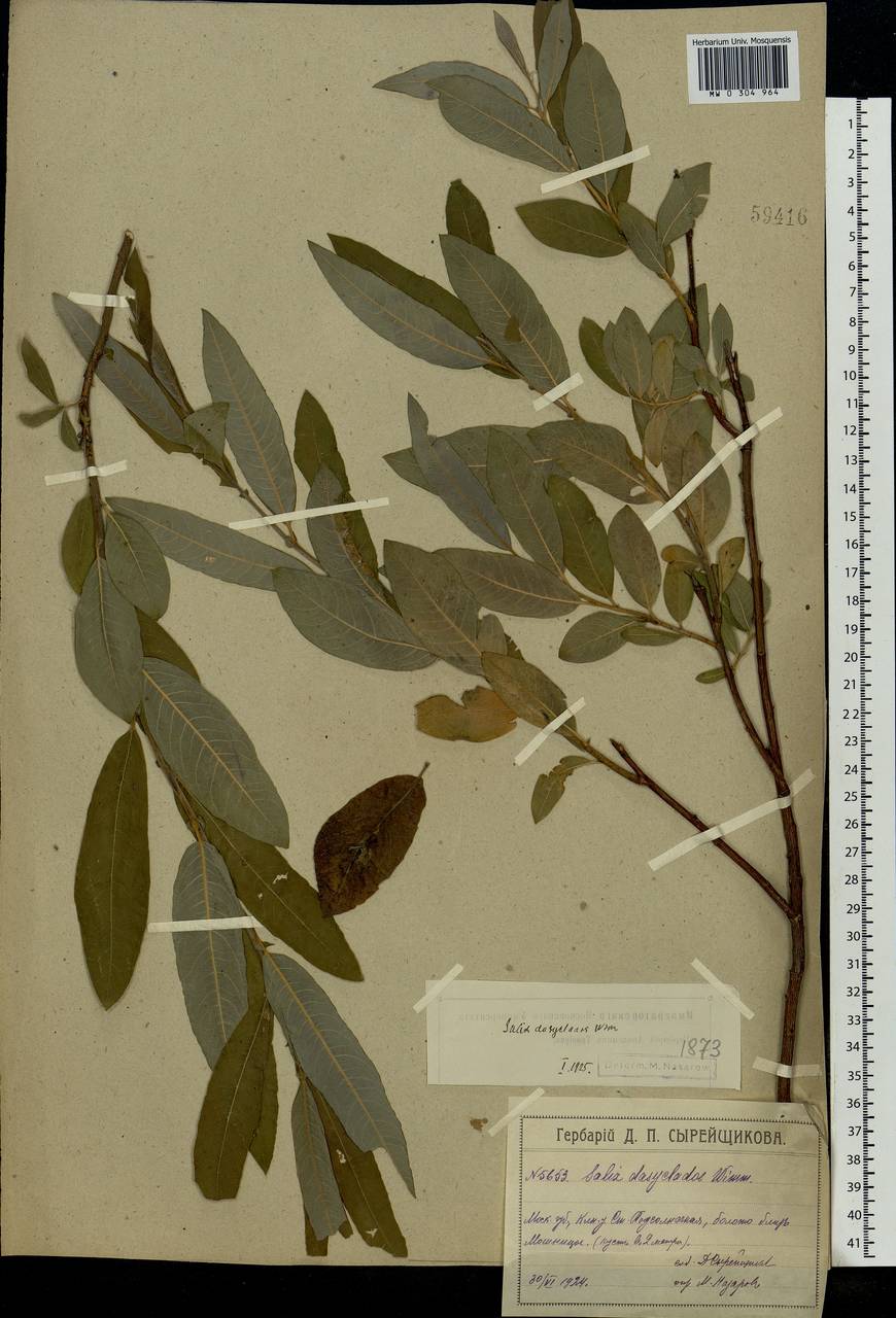 Salix gmelinii Pall., Eastern Europe, Moscow region (E4a) (Russia)