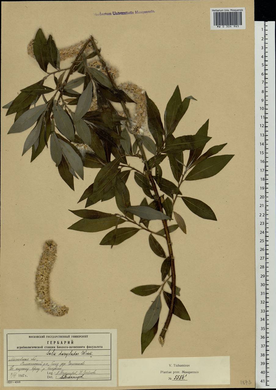 Salix gmelinii Pall., Eastern Europe, Moscow region (E4a) (Russia)