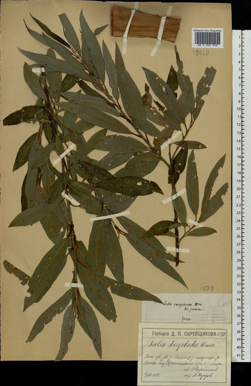 Salix gmelinii Pall., Eastern Europe, Moscow region (E4a) (Russia)