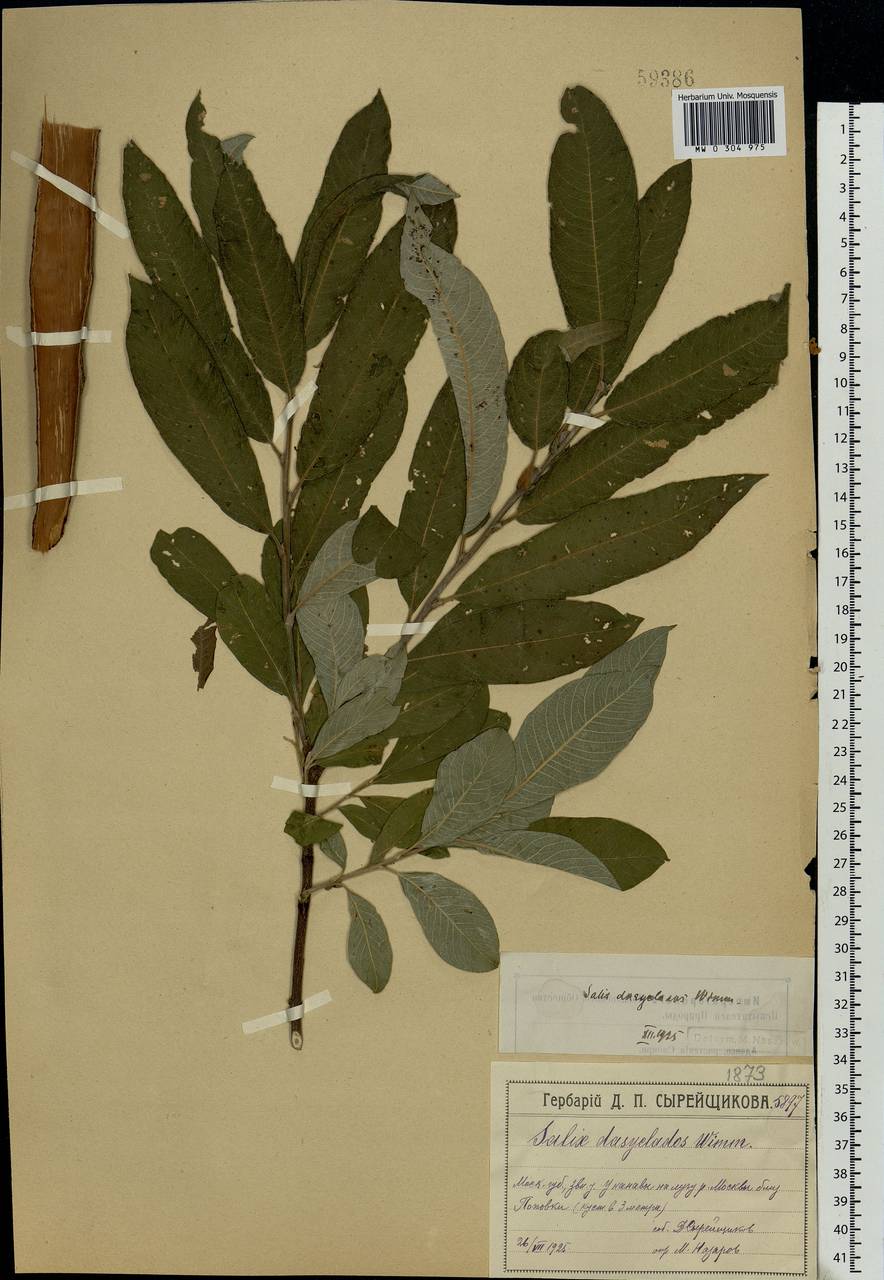 Salix gmelinii Pall., Eastern Europe, Moscow region (E4a) (Russia)