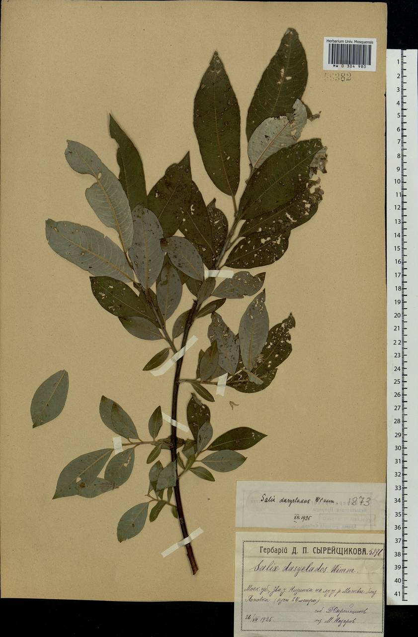 Salix gmelinii Pall., Eastern Europe, Moscow region (E4a) (Russia)