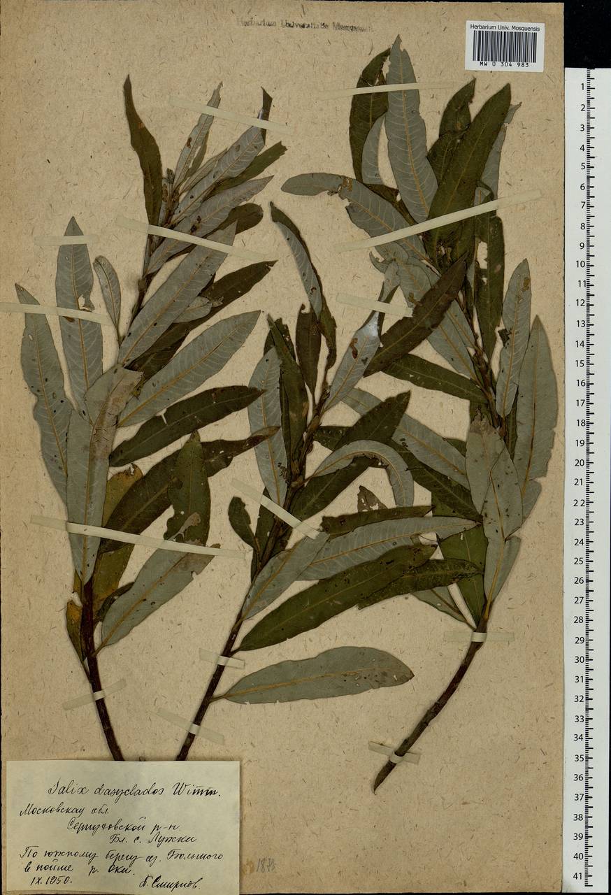 Salix gmelinii Pall., Eastern Europe, Moscow region (E4a) (Russia)