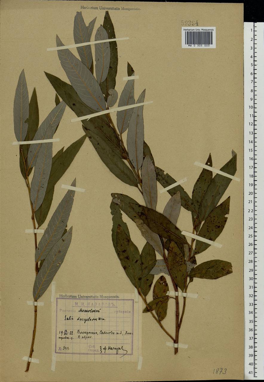 Salix gmelinii Pall., Eastern Europe, Moscow region (E4a) (Russia)