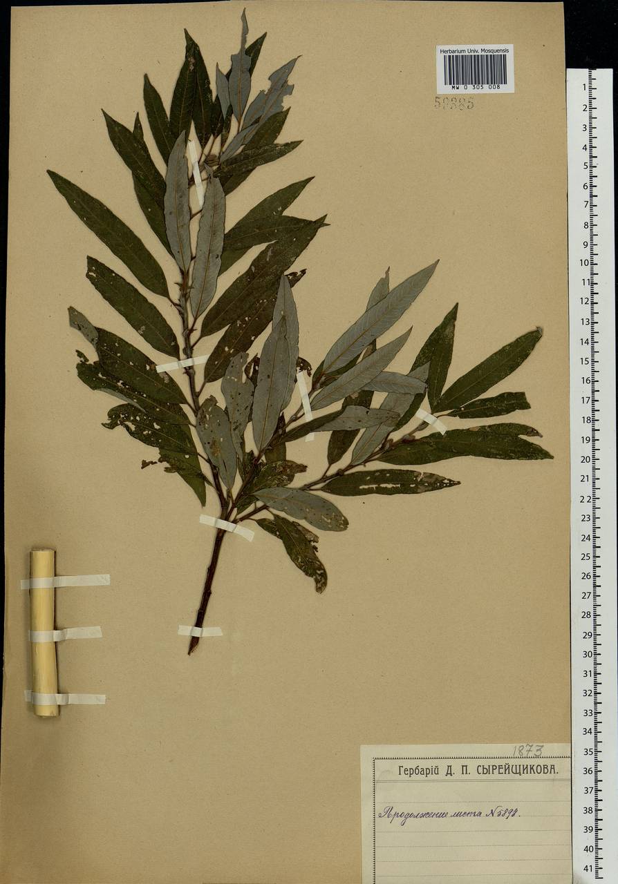 Salix gmelinii Pall., Eastern Europe, Moscow region (E4a) (Russia)